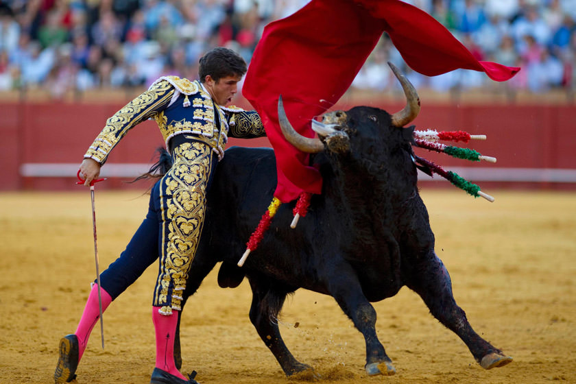 اسپانیا و گاو بازی | چرا اسپانیایی‌ها گاو ها را دوست دارند؟