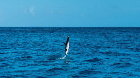 تماشای دلفین ها در مالدیو
